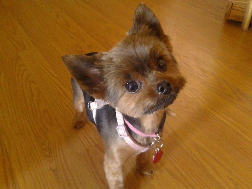 teacup yorkie hairstyles teacup yorkie haircuts hairstylegalleries teacup yorkie hairstyles teacup yorkie haircuts hairstylegalleries