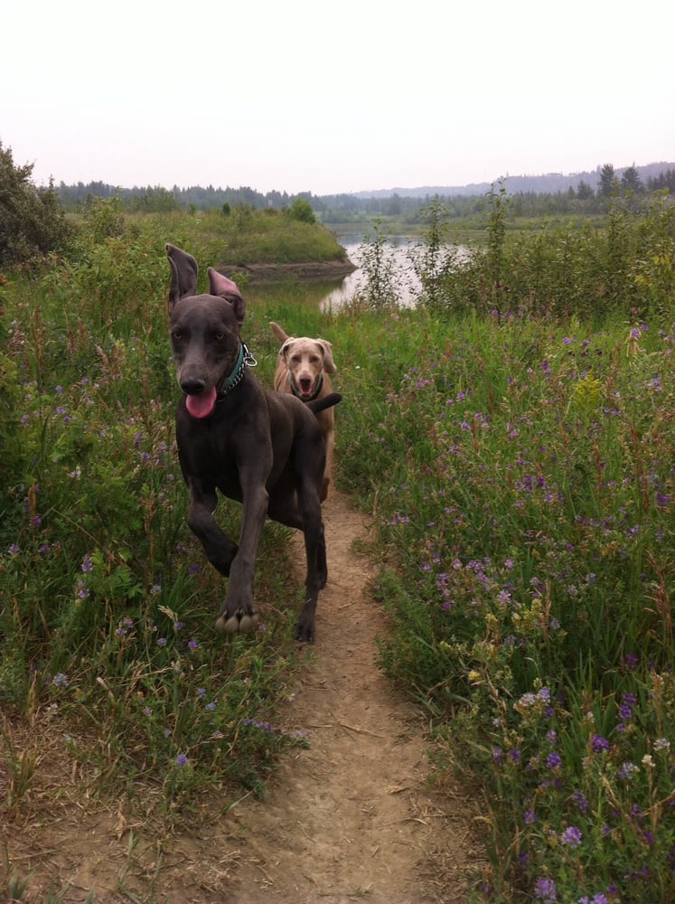 Terwillegar Park 13 Photos Dog Parks Rabbit Hill Rd Edmonton, AB, Canada Reviews Yelp