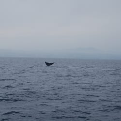 Ocean Explorer Cruises logo