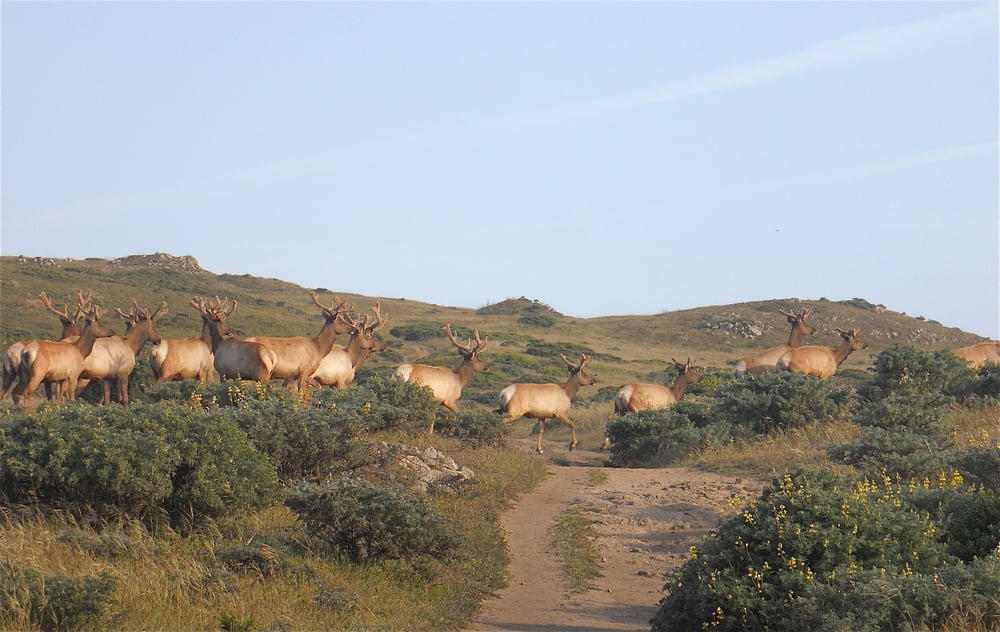 Tomales Point Trail Tule Elk Preserve 206 Photos Parks