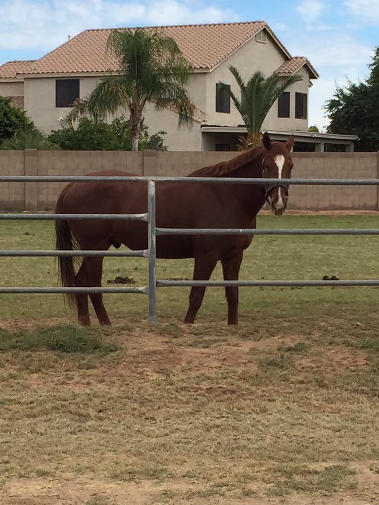 Crossroads Farm Horseback Riding Gilbert, AZ Reviews Photos Yelp