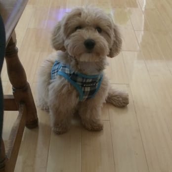 Doggy Street Dog Grooming - 141 Photos & 74 Reviews - Pet Groomers - Bayside - Oakland Gardens Doggy Street Dog Grooming - 141 Photos & 74 Reviews - Pet Groomers - Bayside - Oakland Gardens