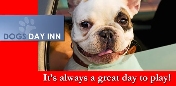 dogs day inn dogs day inn pet boarding pet sitting yelp dogs day inn dogs day inn pet boarding pet sitting yelp