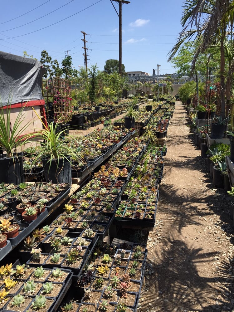 Martinez Nursery 15 Photos Nurseries & Gardening Buena Park, CA