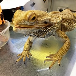 Exotic Amphibian & Reptile Center - Pet Stores - Saint Louis, MO - Yelp