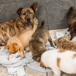 dogs by debin dogs by debin 17 photos animal shelters kansas city mo reviews yelp dogs by debin dogs by debin 17 photos animal shelters kansas city mo reviews yelp