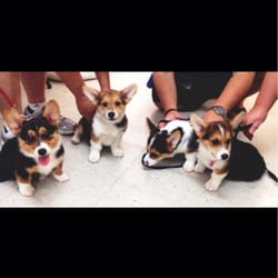 Karma Dog Training logo