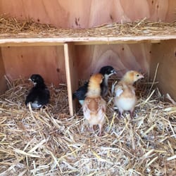 country feed store 27 photos pet shops vista vista country feed store 27 photos pet shops vista vista