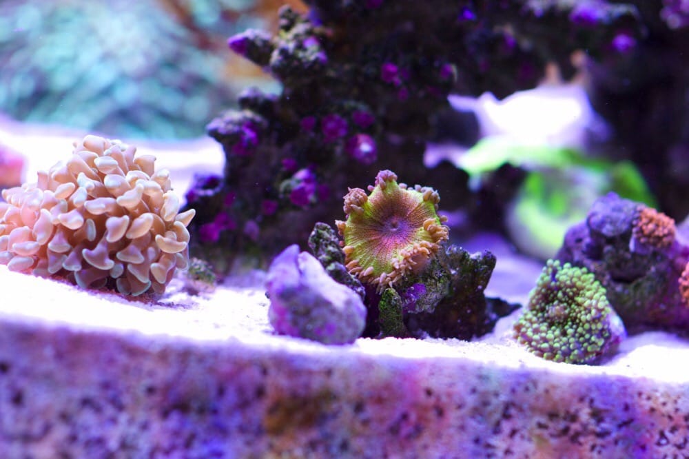 Amazing Aquariums & Reefs 21 Photos Pet Stores Orange, CA