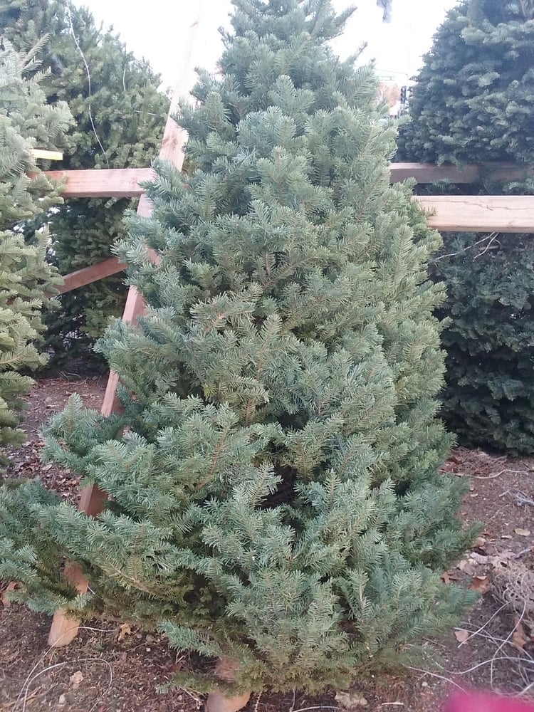 reno christmas trees christmas trees 4545 s virginia reno christmas trees christmas trees 4545 s virginia