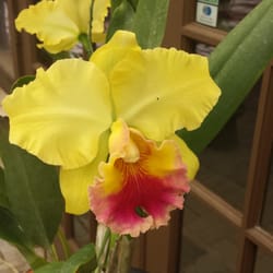 RF Orchids - Nurseries & Gardening - Homestead, FL - Reviews - Photos