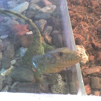 East Valley Reptile Stores - Mesa