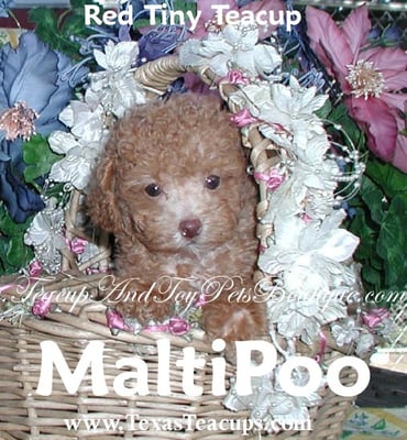 maltipoo puppies for sale in dallas maltipoo puppies for sale yelp maltipoo puppies for sale in dallas maltipoo puppies for sale yelp