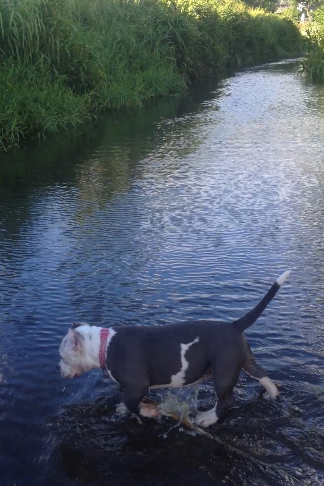 Manoa Valley District Dog Park Dog Parks Honolulu, HI Yelp