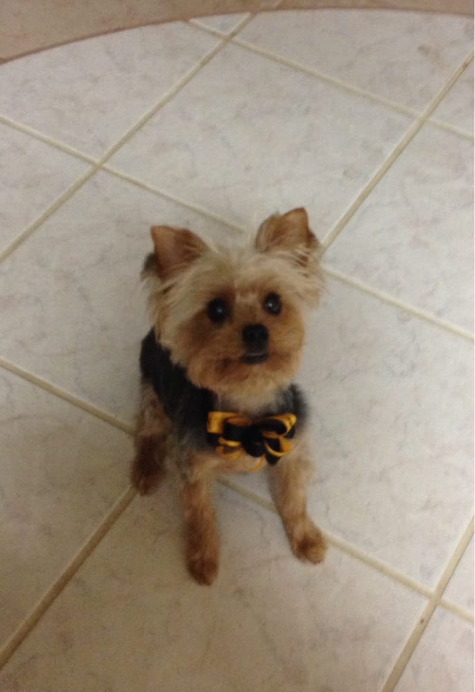 yorkie summer haircuts yorkie haircuts pictures summer cuts 356 best images about adorable on yorkie summer haircuts yorkie haircuts pictures summer cuts 356 best images about adorable on