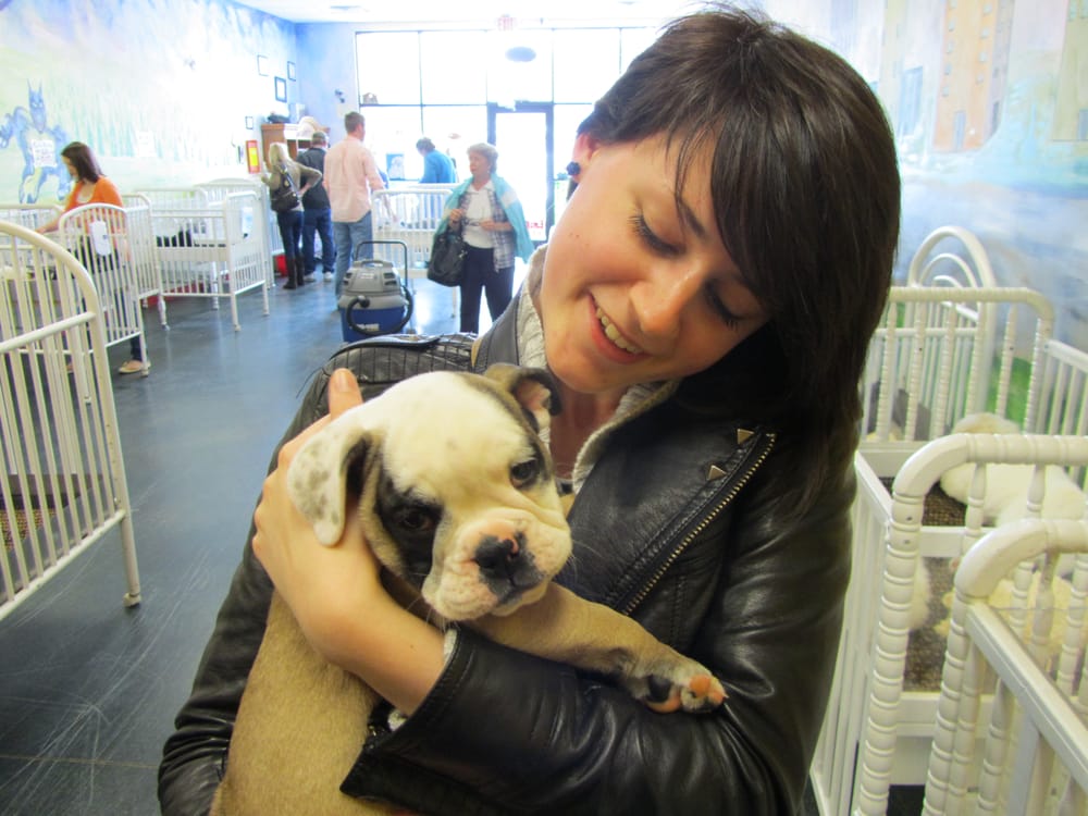 puppy zone knoxville puppy zone pet stores knoxville tn reviews photos yelp puppy zone knoxville puppy zone pet stores knoxville tn reviews photos yelp