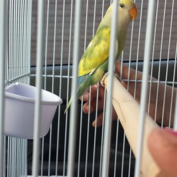 canary world bird farm and all exotic birds 24 photos canary world bird farm and all exotic birds 24 photos
