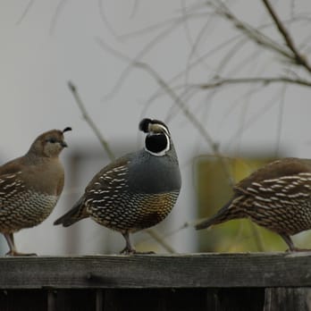 wild birds unlimited closed pet stores 7182 regional wild birds unlimited closed pet stores 7182 regional