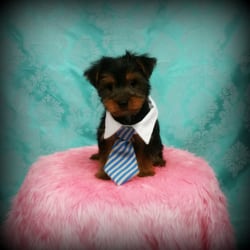 pipers posh puppies piper s posh puppies pet stores lisbon oh reviews photos yelp pipers posh puppies piper s posh puppies pet stores lisbon oh reviews photos yelp