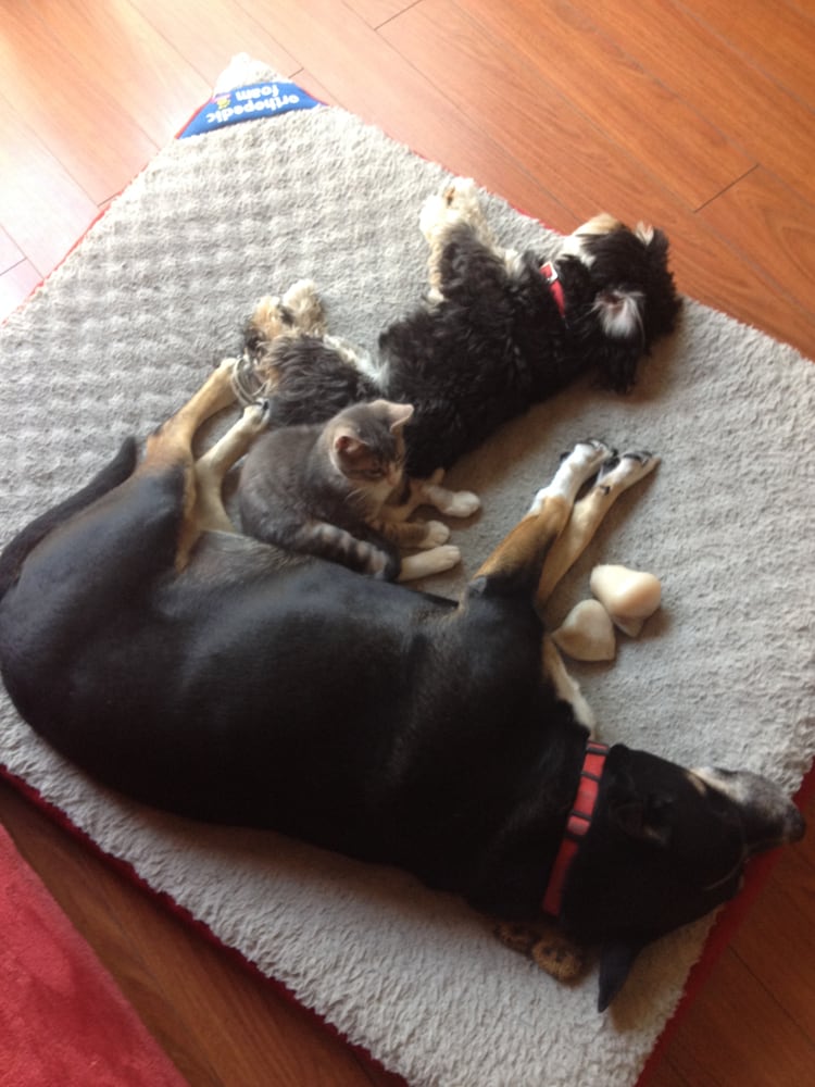 Priceless Pets 31 Photos Animal Shelters Chino Hills, CA Reviews Yelp