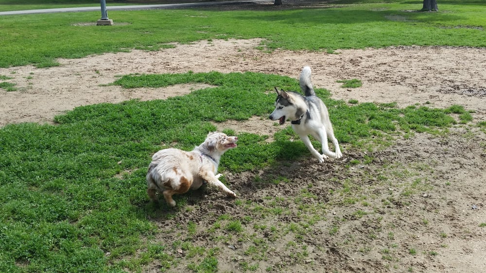 puppy parks near me city of katy park parks katy tx yelp puppy parks near me city of katy park parks katy tx yelp