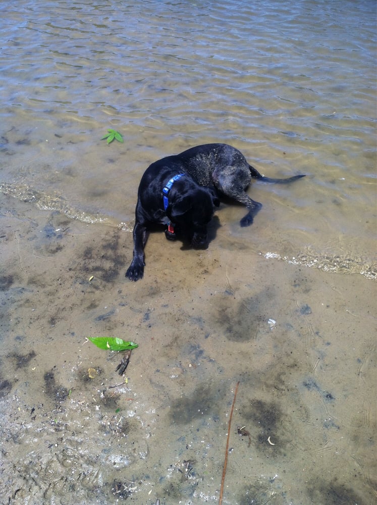 Bow Wow Beach Dog Park 10 Photos Dog Parks Stow, OH, United