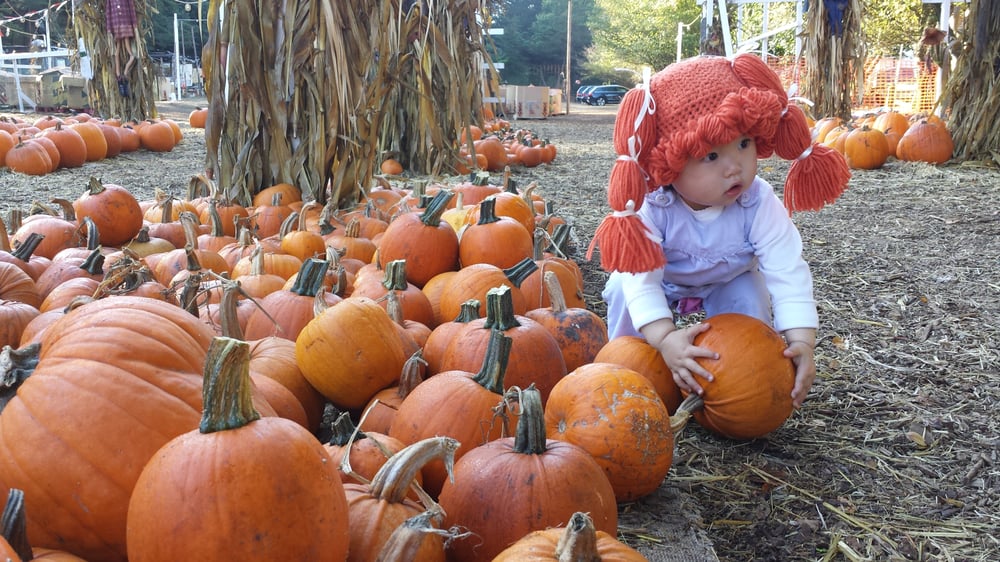 Clancy’s Christmas Trees & Pumpkin Patch Inner Sunset San Francisco
