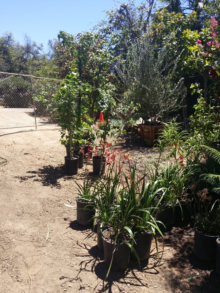 Halls Plant Nursery Nurseries & Gardening Temecula, CA Yelp