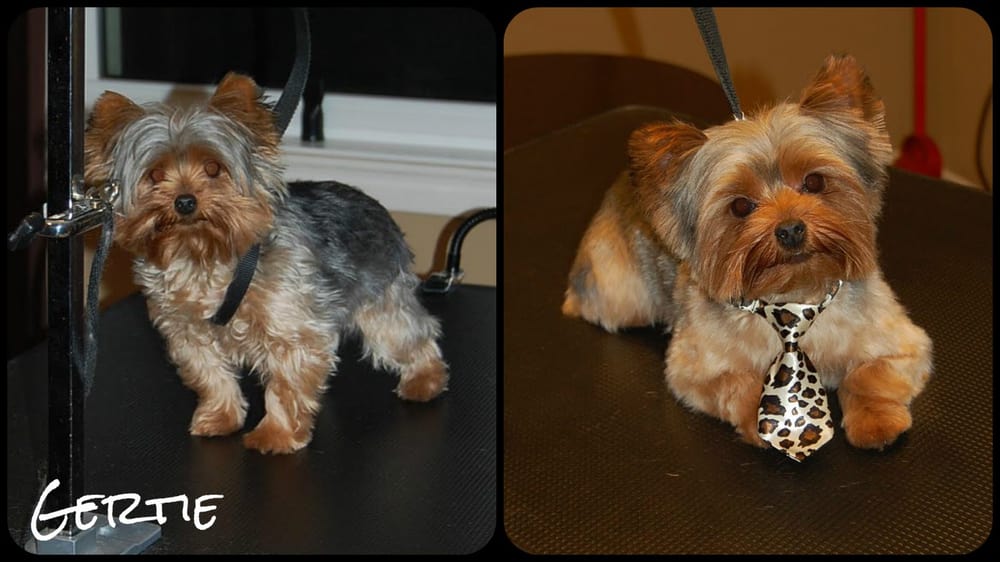 Shear Pawfection Dog Salon Pet Groomers Newmarket, ON Photos Yelp