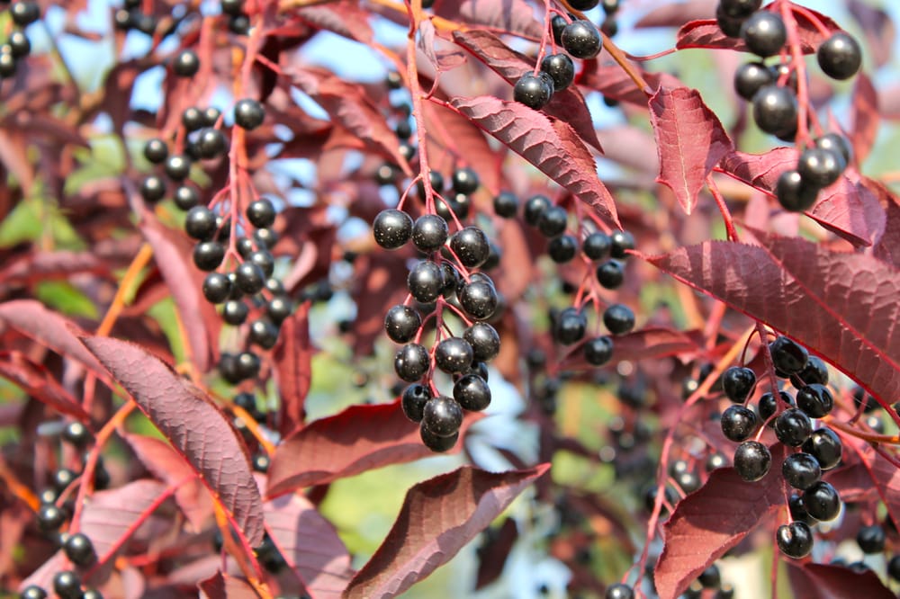 Canadian Red Select Chokecherry Tree Yelp Canadian Red Select Chokecherry Tree Yelp