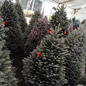 tajiri s richard christmas trees 16 photos 12 reviews tajiri s richard christmas trees 16 photos 12 reviews