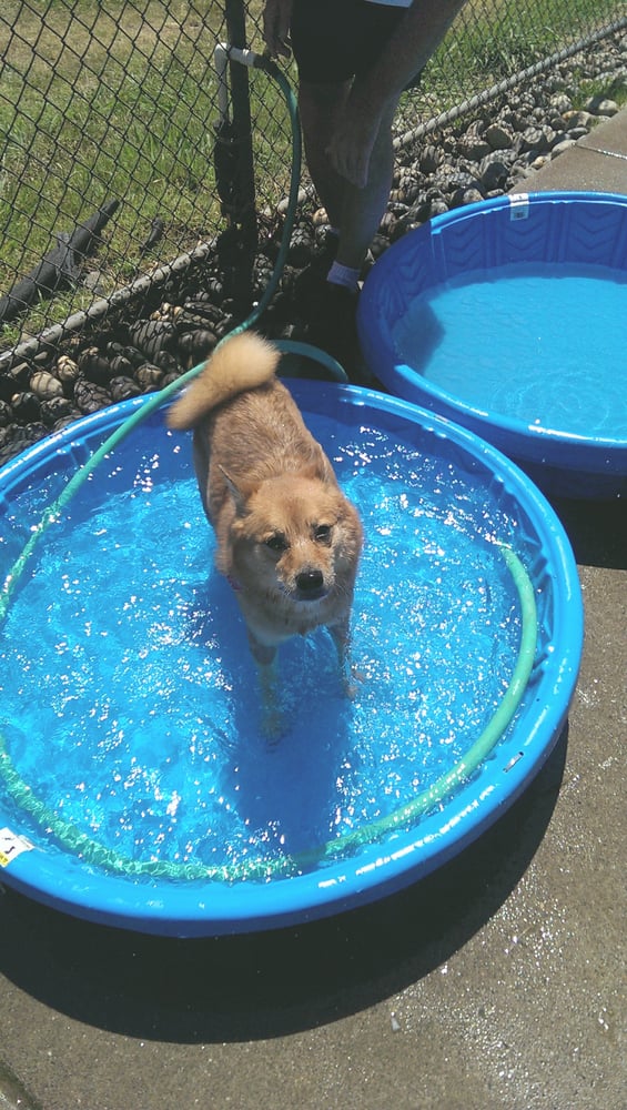 Ashley Memorial Dog Park 23 Photos Dog Parks Auburn, CA Reviews