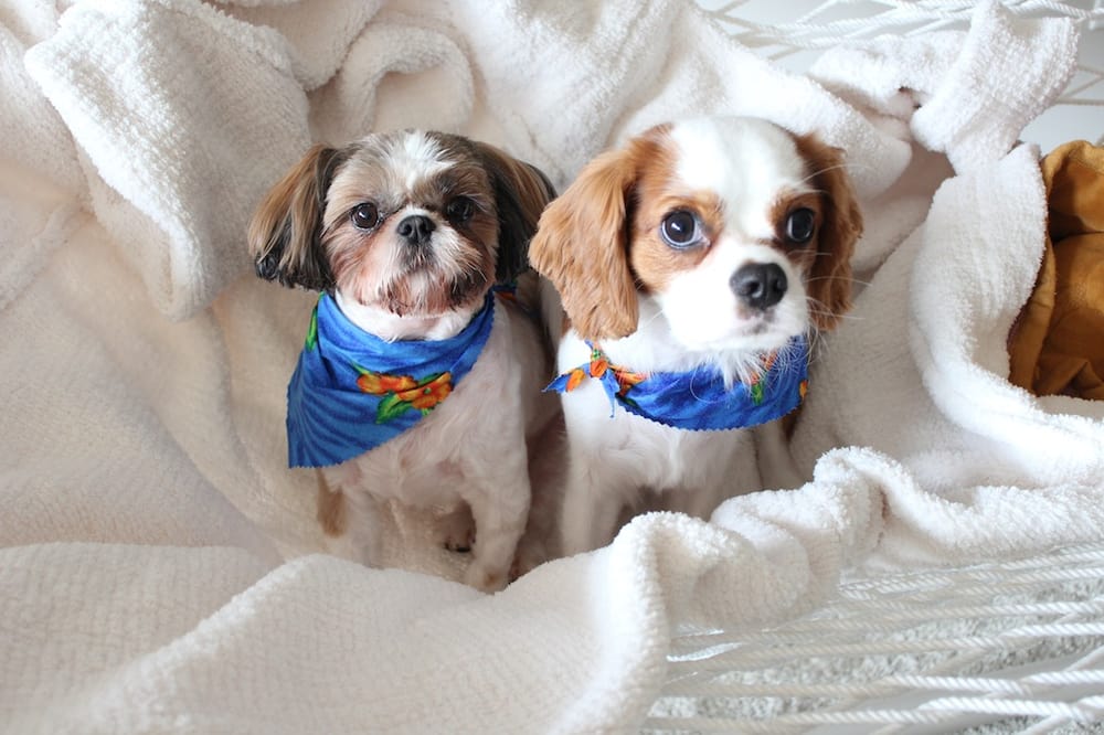 Hairy Situations Dog Grooming - 14 Photos - Pet Groomers - Alexandria, VA - Reviews - Yelp Hairy Situations Dog Grooming - 14 Photos - Pet Groomers - Alexandria, VA - Reviews - Yelp