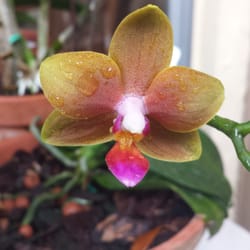 RF Orchids - 390 Photos - Nurseries & Gardening - 28100 SW 182nd Ave