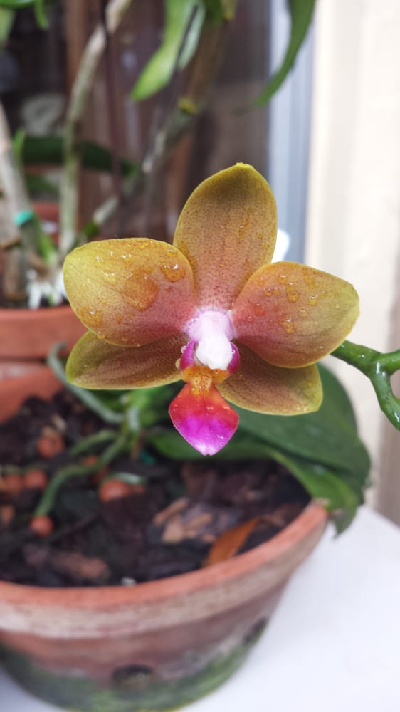 RF Orchids Nurseries & Gardening Homestead, FL Reviews Photos
