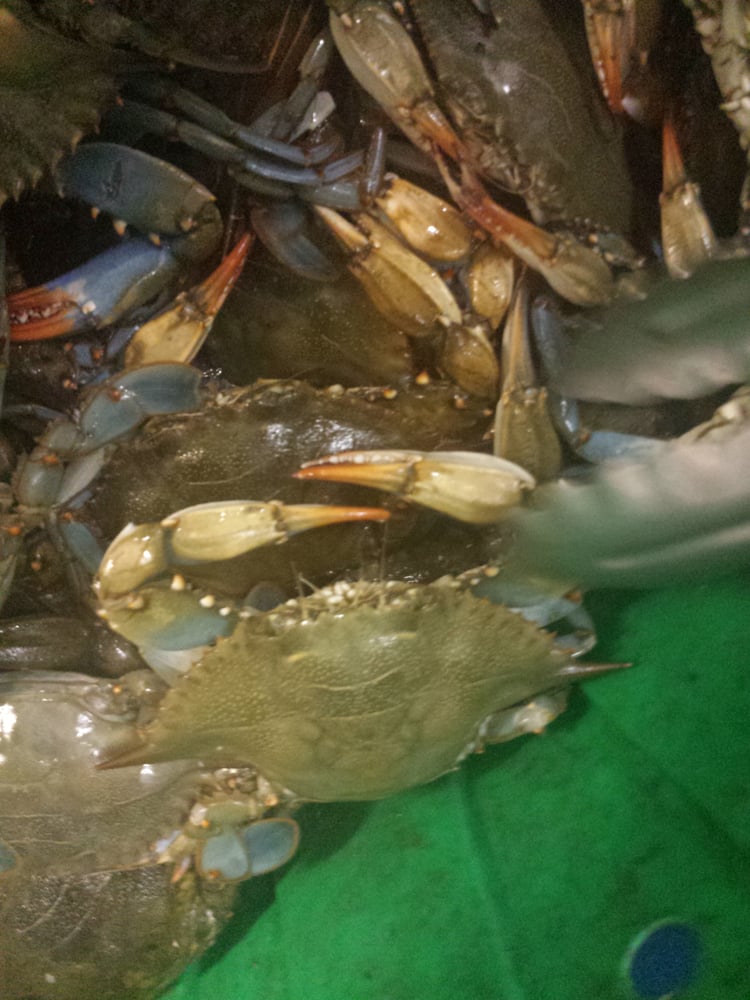 Berry’s Seafood Express Market 14 Photos Seafood Markets North