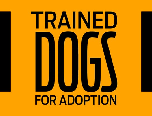 dogs up for adoption near me l jpg dogs up for adoption near me l jpg