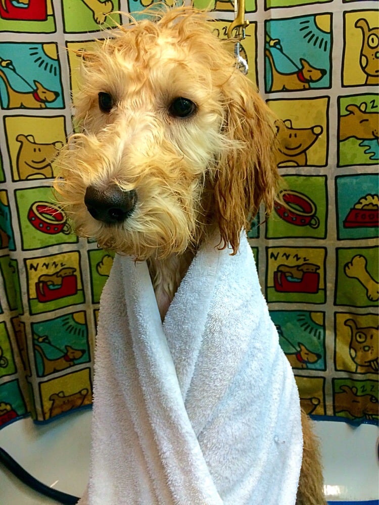 Canine Couture Pet Salon 89 Photos Pet Groomers 6644 E Tanque