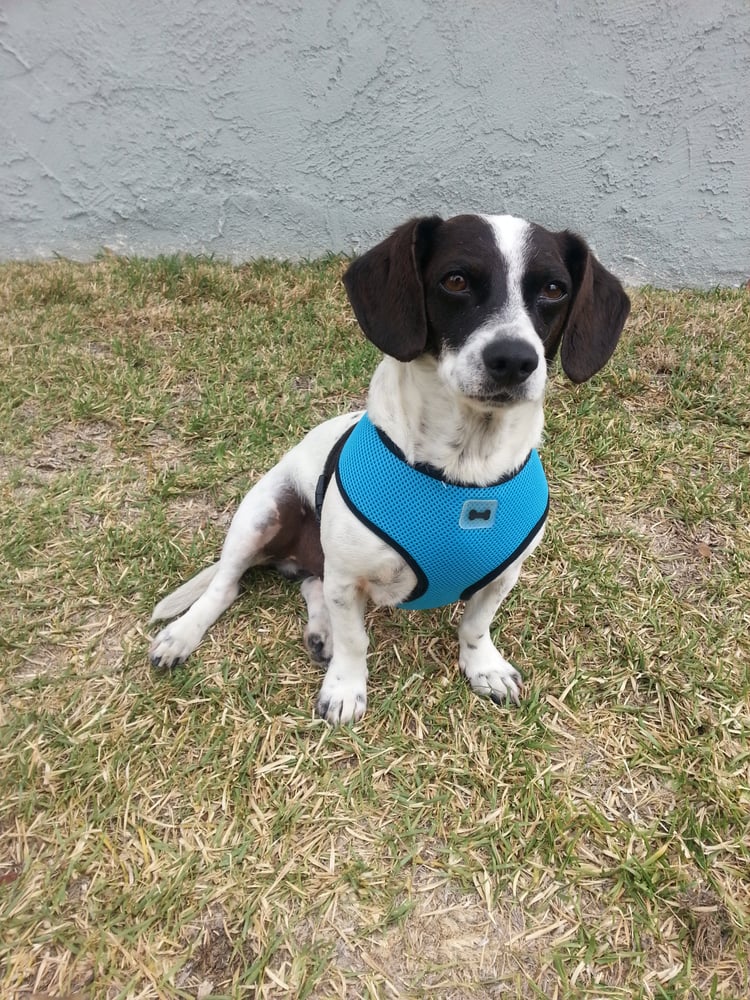 Beagles & Buddies Dog Rescue 15 Photos Animal Shelters 23430 US