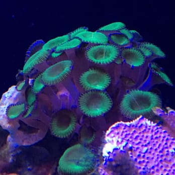 Maui ocean center discount coupons