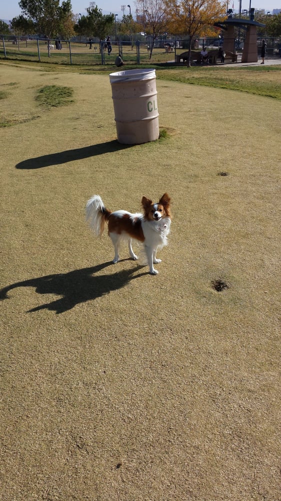 Kellogg Zaher Dog Park Dog Parks Las Vegas, NV Yelp