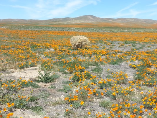 Catholic singles in the antelope valley