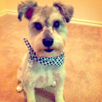 Hot Dog Grooming Houston Tx Hot Dog Grooming Houston Tx
