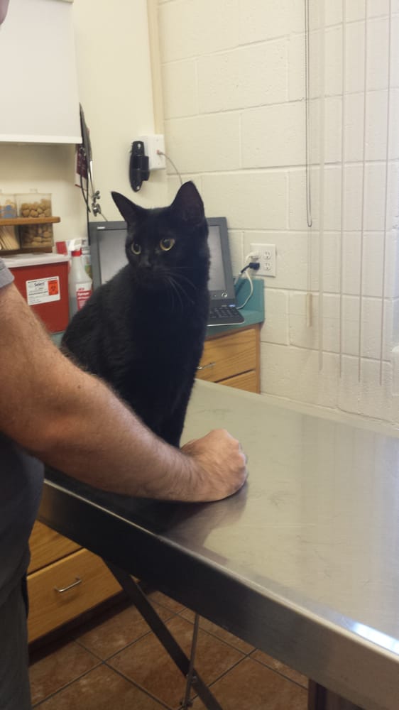 Tracy Veterinary Clinic Veterinarians Tracy, CA Yelp