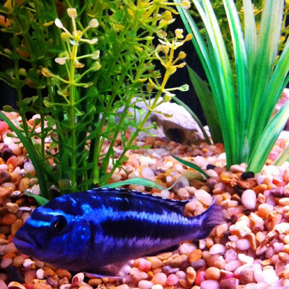 Lovely Pets Aquarium 19 Photos Aquarium Services Quincy, MA