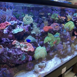 aquarium for sale tampa - Creative Aquariums Of Tampa ...