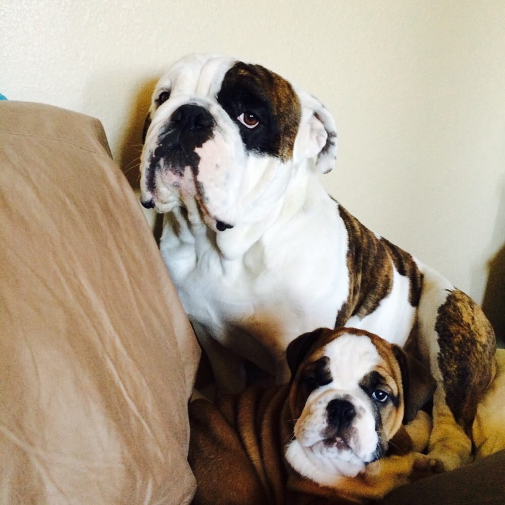 Geary Veterinary Hospital Veterinarians Walnut Creek, CA Reviews