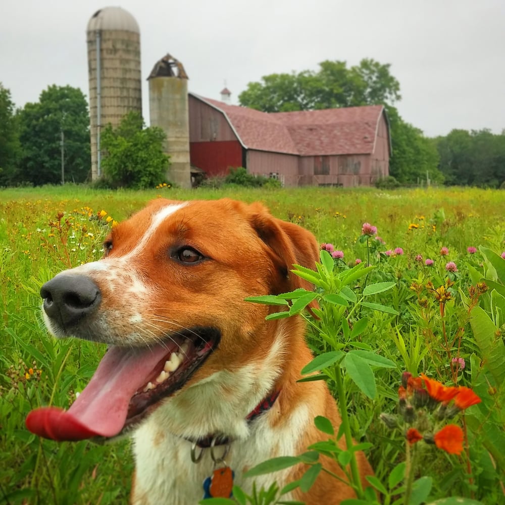 puppy playtime near me door county kennels pet boarding pet sitting egg harbor wi united states puppy playtime near me door county kennels pet boarding pet sitting egg harbor wi united states