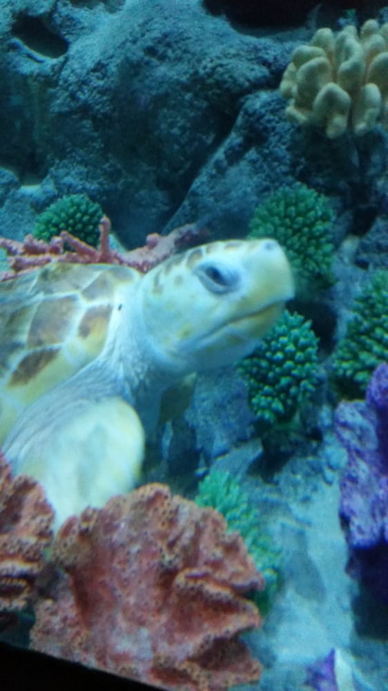 Loveland Living Aquarium 120 Photos Aquariums Draper