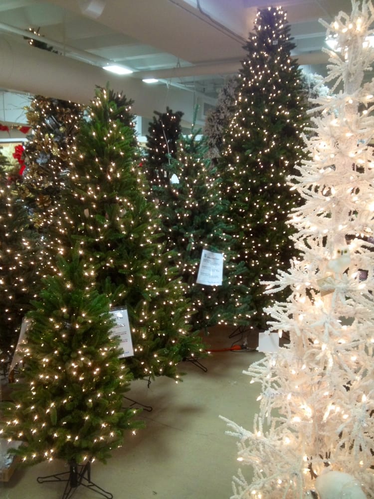 top 28 what is the lasting christmas tree annina top 28 what is the lasting christmas tree annina
